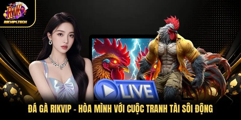 Đá Gà RIKVIP - Hòa Mình Với Cuộc Tranh Tài Sôi Động